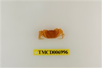 藏品(衰弱幽靈蟹)的圖片